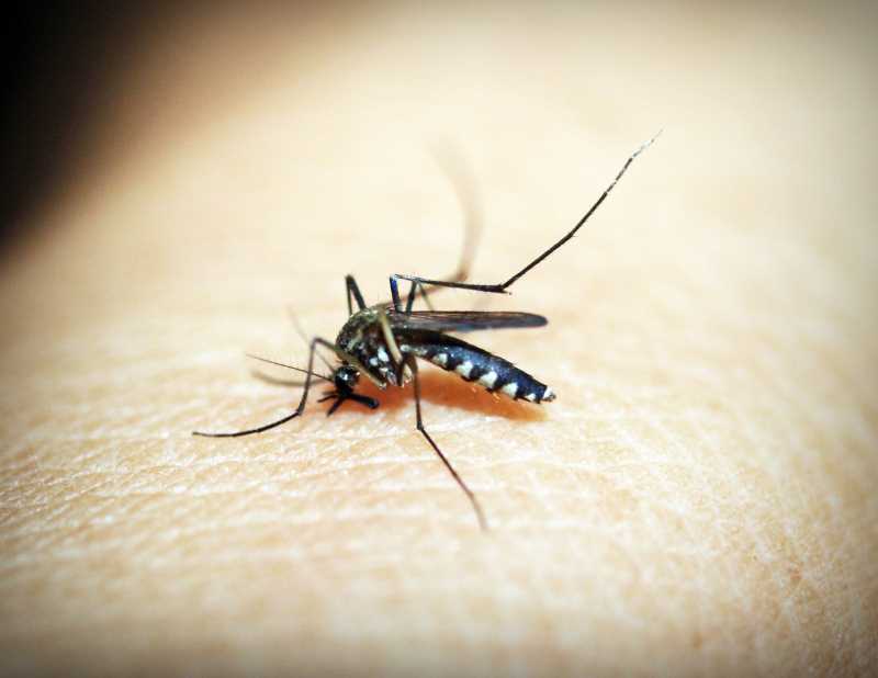4 tipa ljudi koji najviše privlače komarce – da li ste i vi među njima?