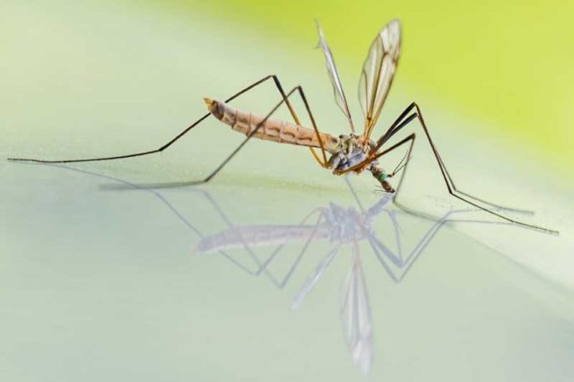 Evo ko je u najvećoj opasnosti od napada komaraca