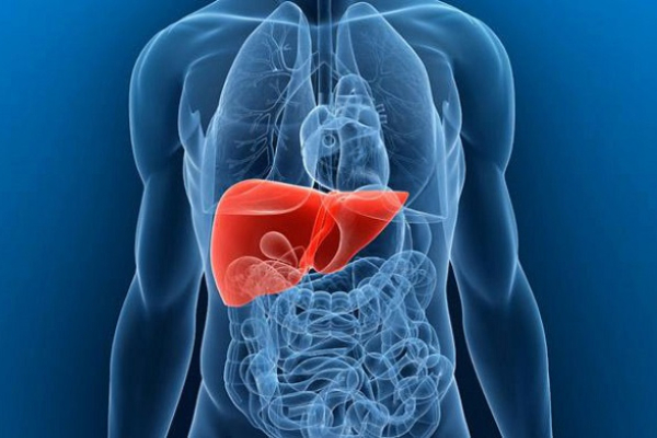 Kako jetra izgleda posle višegodišnje konzumacije alkohola