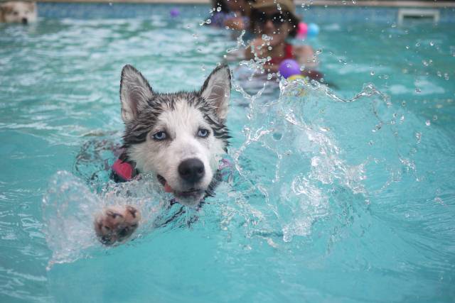 Pas uskočio u bazen da spase najboljeg prijatelja od davljenja!