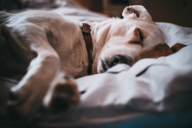 Psu nije mesto u vašem krevetu – razlozi su i više nego očigledni