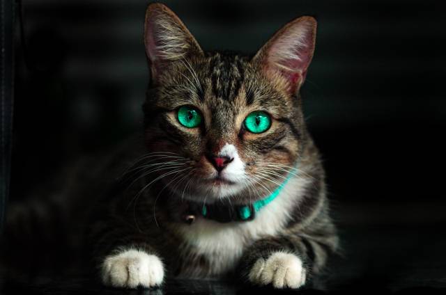 Zašto mačkama oči svetle u mraku?