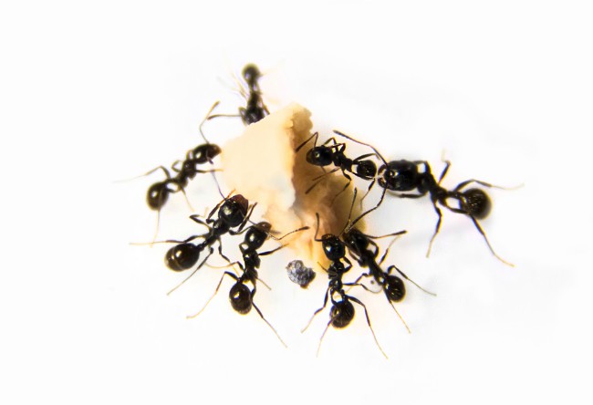 Invazija mrava u vašem domu? Ovako ćete brzo da ih se rešite i to na prirodan način!