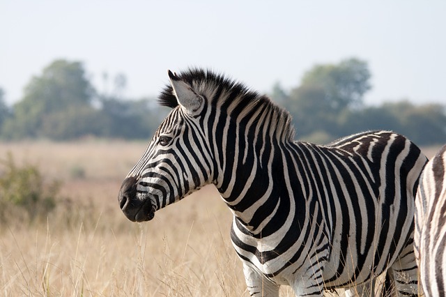 Da li zebre bele sa crnim prugama ili crne sa belim prugama?