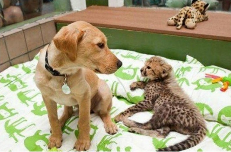 Prijateljstva između životinja koja će istopiti svačije srce