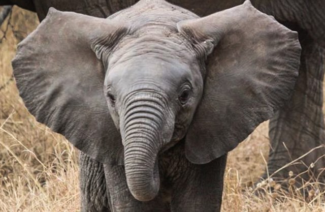 Znate li zašto u stvari slonovi imaju toliko velike uši?