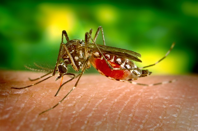 Koliko su ubodi insekata opasni po zdravlje?