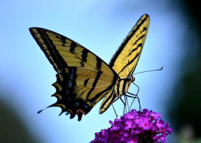 Da li leptiri zaista žive samo jedan dan?