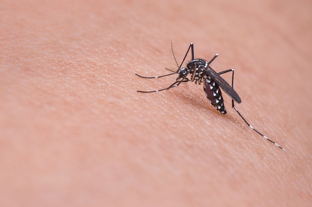 Napravite efikasan sprej protiv komaraca i budite bezbedni ovog leta!