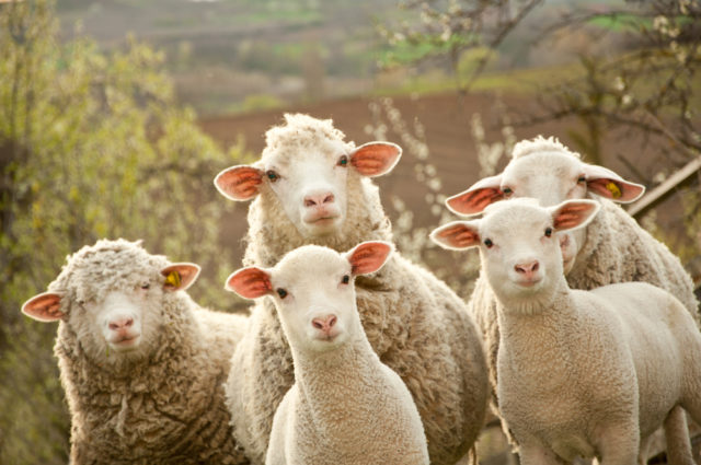 Francusku školu od sada pohađaju i ovce!