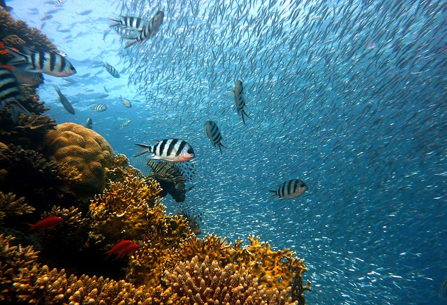 Kako porast temperature utiče na podvodni svet
