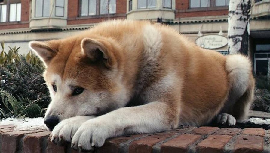 Hačiko – 100. godina rođenja najodanijeg psa na svetu