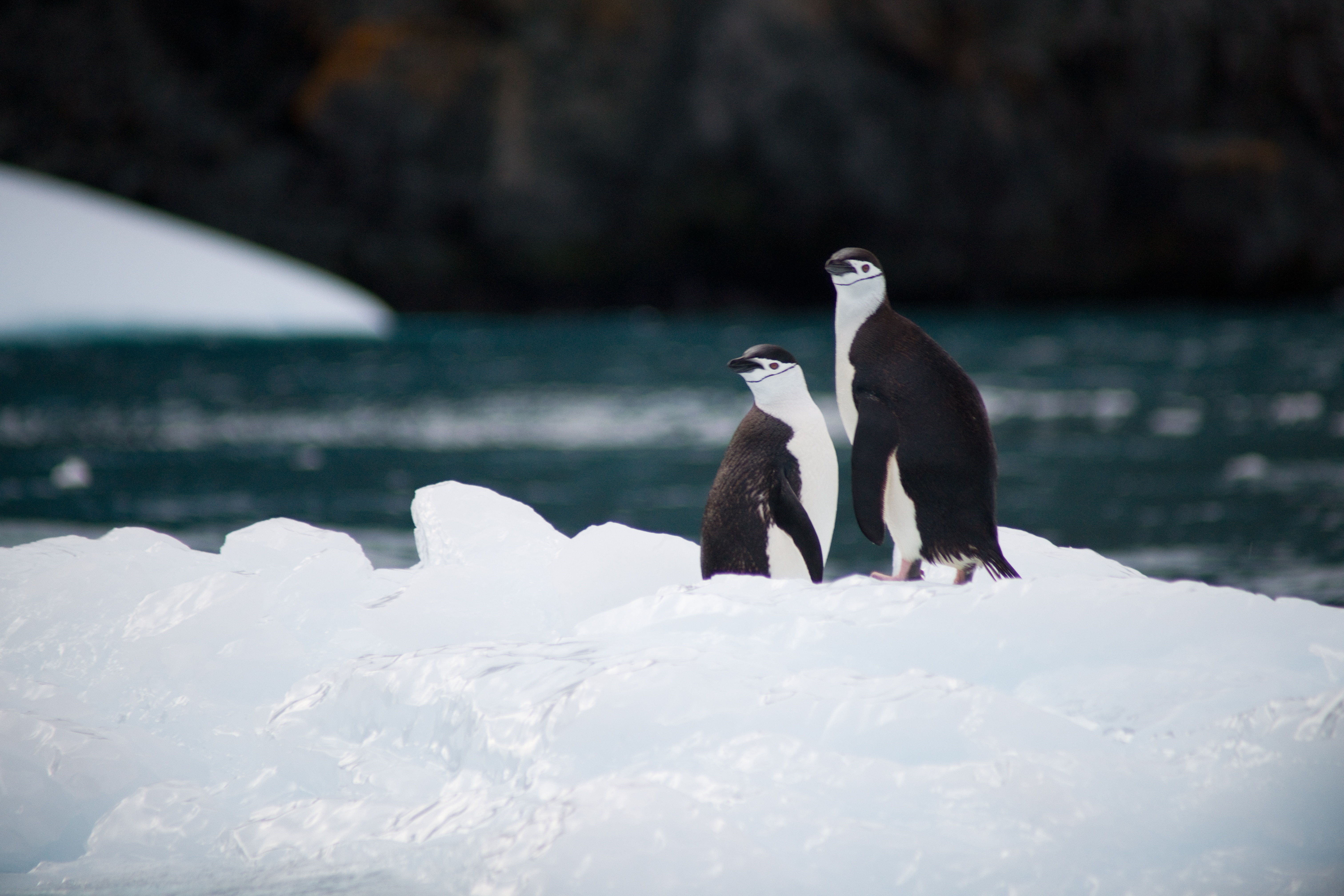Zaljubljeni par pingvina vraća veru u ljubav