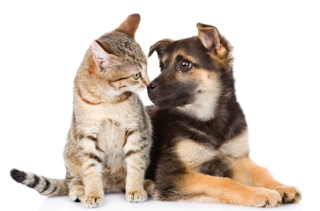 Ko je pametniji – ljubitelji pasa ili ljubitelji mačaka?