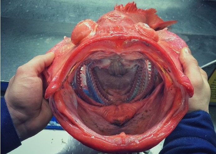 Ruski mornar oduševljava društvene mreže fotografijama neobičnih morskih stvorenja