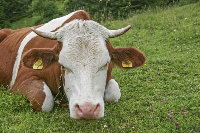 Zadatak izazvao polemiku – koliko je zaradio od krave?