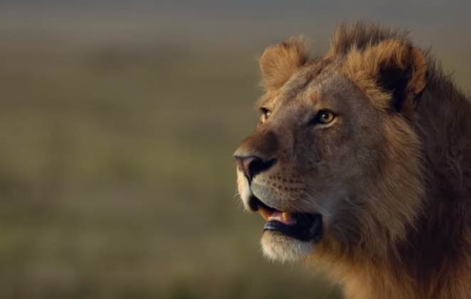 Snimak koji obilazi planetu: Video lava kog napada 20 hijena dramatičniji je od mnogih filmova