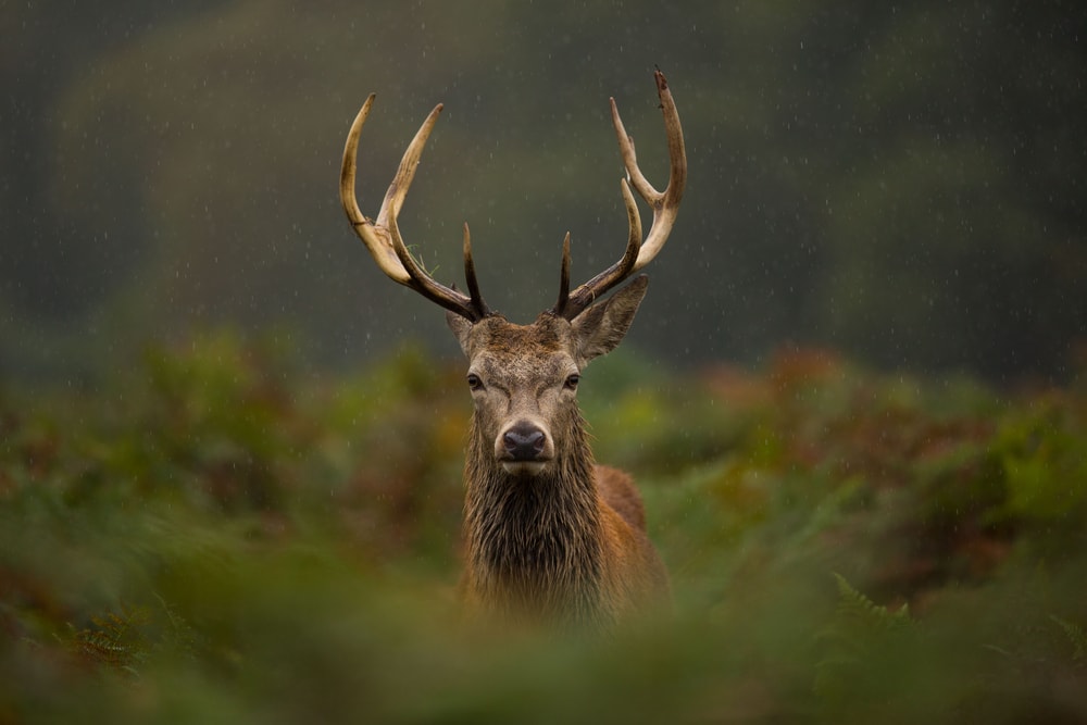 Čudo prirode – uslikana retka vrsta jelena ?