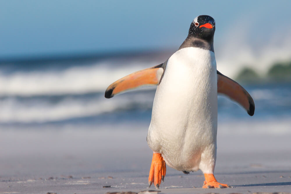 Neodoljivo i preslatko – mali pingvin Kuki obožava da se mazi po stomaku