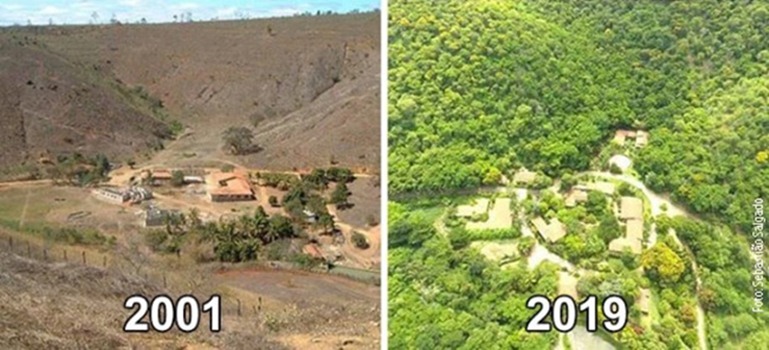Brazilski par posadio 2 miliona stabala i oživeo ekosistem