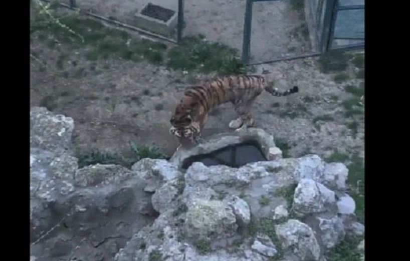 Odgovor beogradskog zoo vrta o neuhranjenosti tigra