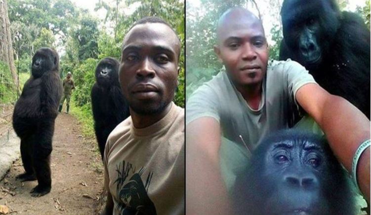 Čuvar iz Konga ima najbolji selfi!