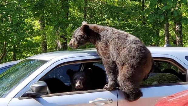 Medvedi pokušali da mu ukradu kola!