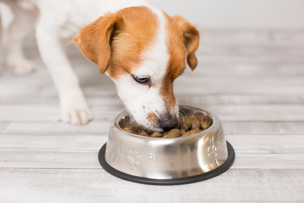 Ne morate uvek da kupujete granule – ovih 5 namirnica psi mogu da jedu