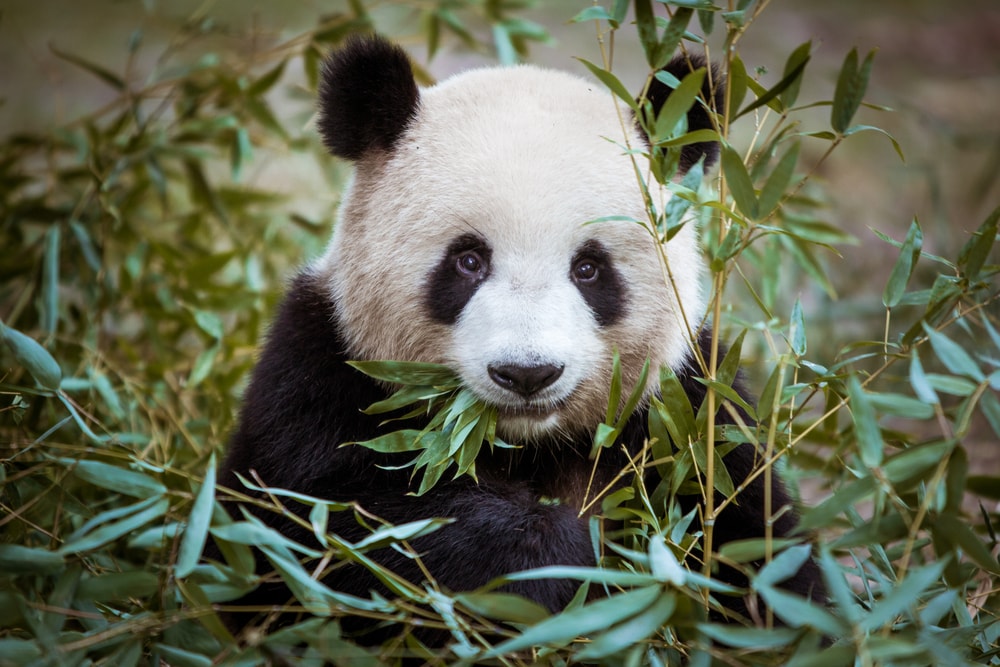 Najstarija panda na svetu proslavila rođendan!