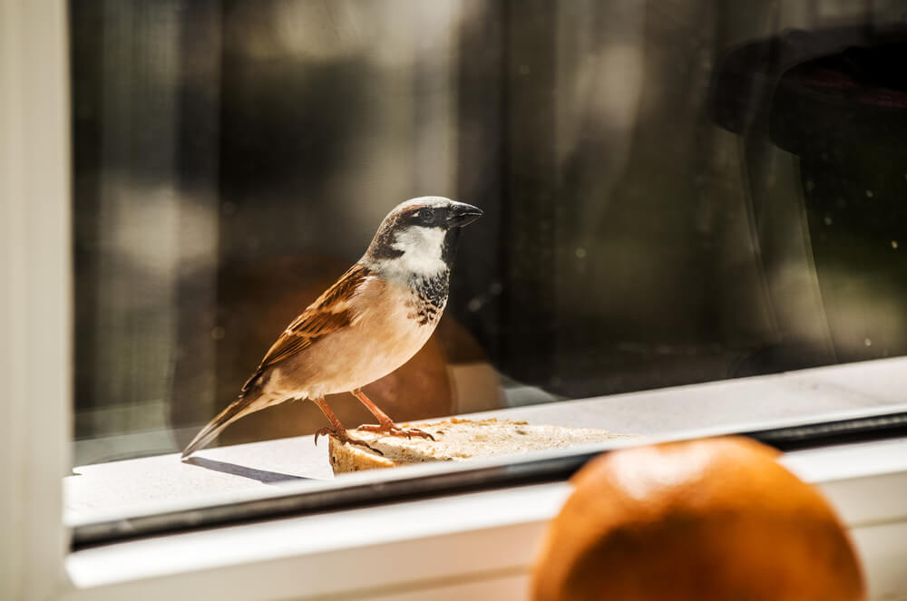 Narodna verovanja – evo šta znači kada vam ptica sleti na prozor