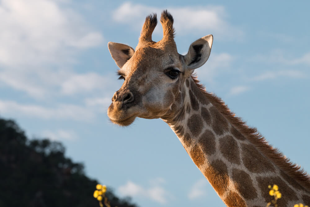 Žirafe iskočile iz kamiona dok su ih prevozili u zoo vrt i pobegle