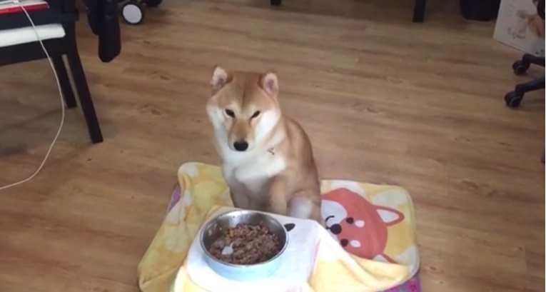 Nećete verovati šta ovaj pas radi pre svakog obroka
