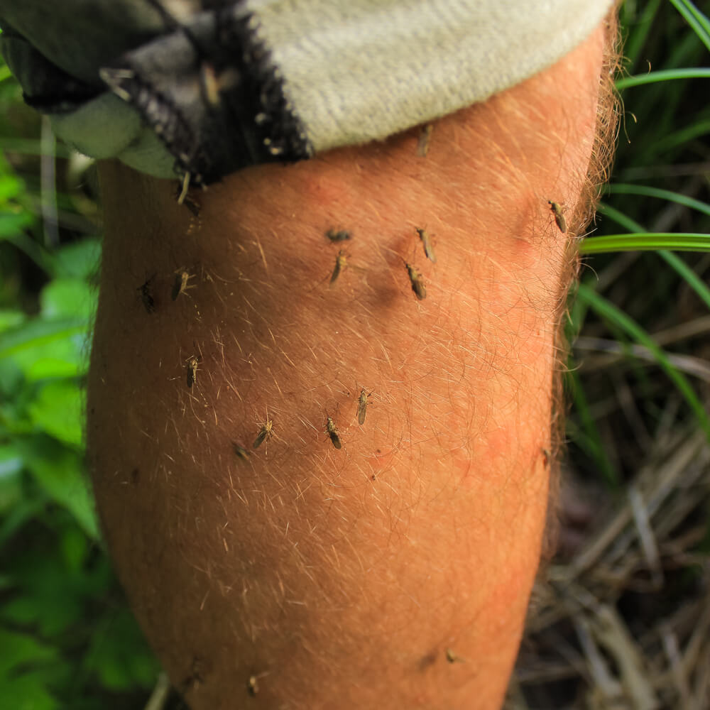 Evo zašto ujedi komaraca svrbe