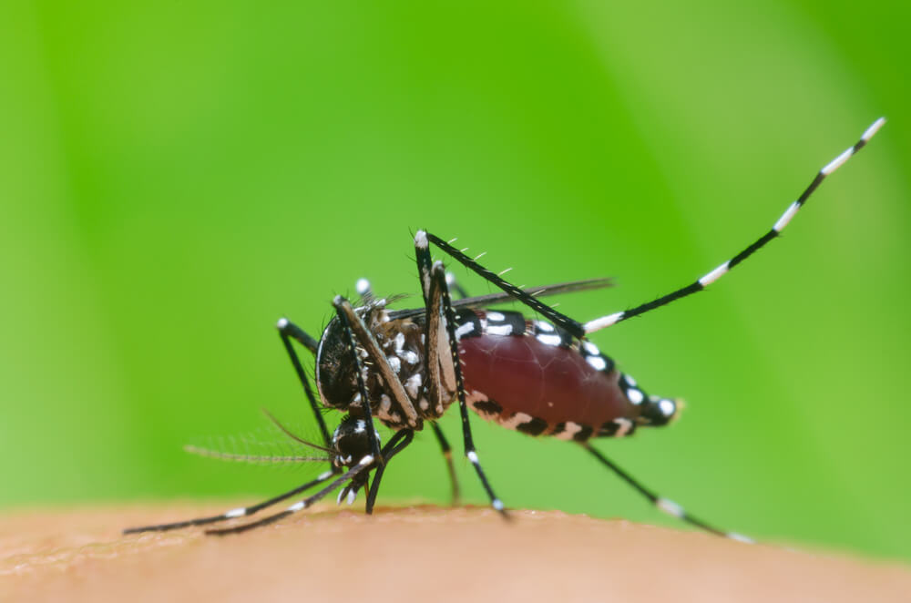 Broj komaraca u Srbiji premašio kritičan nivo