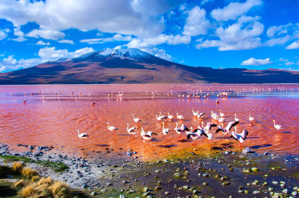 Ovo nestvarno crveno jezero u Južnoj Americi je dom flamingosa!