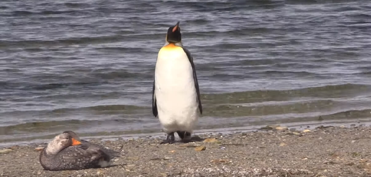 Snimak pingvina koji pokušava da odšeta od patke postao hit!