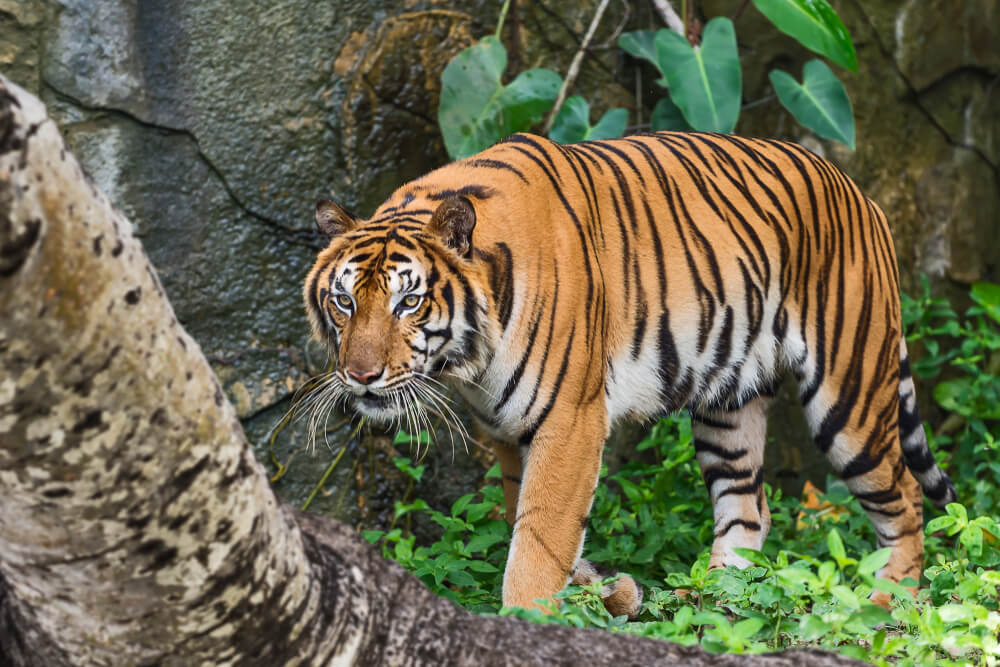 7 neverovatnih činjenica o tigrovima