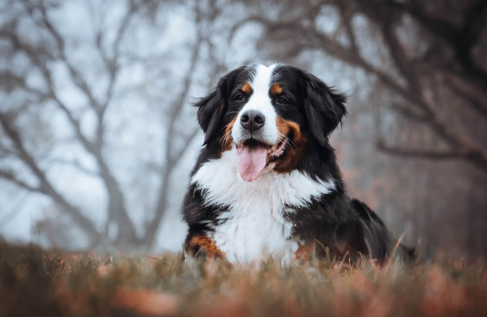 10 rasa pasa koji su najbolji čuvari