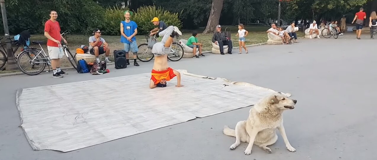 Pas koji igra brejkdens postao apsolutni hit na internetu!