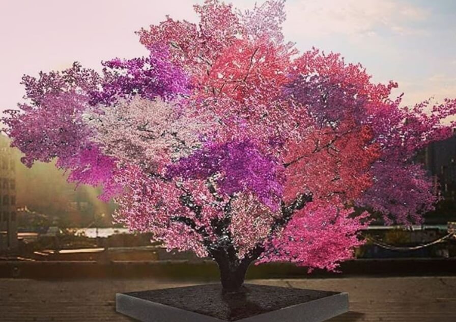 Vajar stvorio drvo koje rađa 40 vrsta plodova!