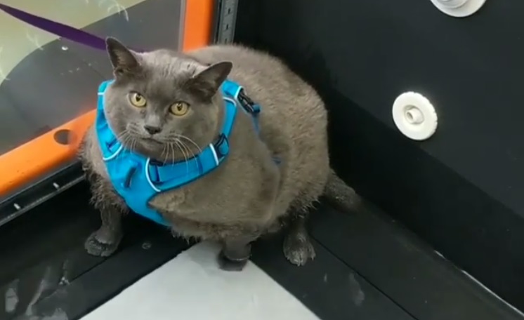 Snimak mačke koju teraju da vežba osvojio internet