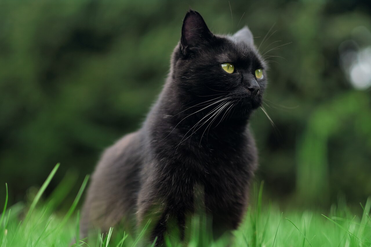 5 činjenica o crnim mačkama koje verovatno niste znali