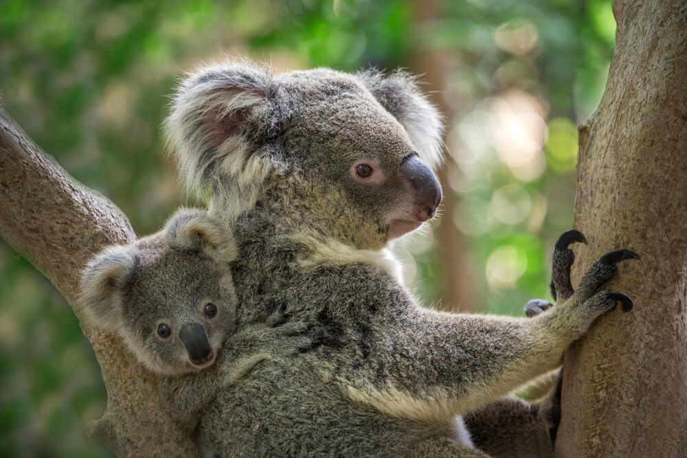 Nemerljiva ljubav između koale i njenog mladunčeta ?