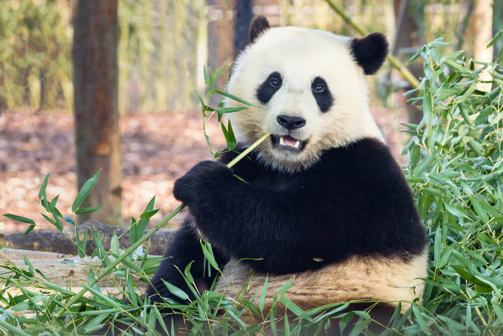 Koliko radosti – pogledajte kako se ova panda igra na snegu