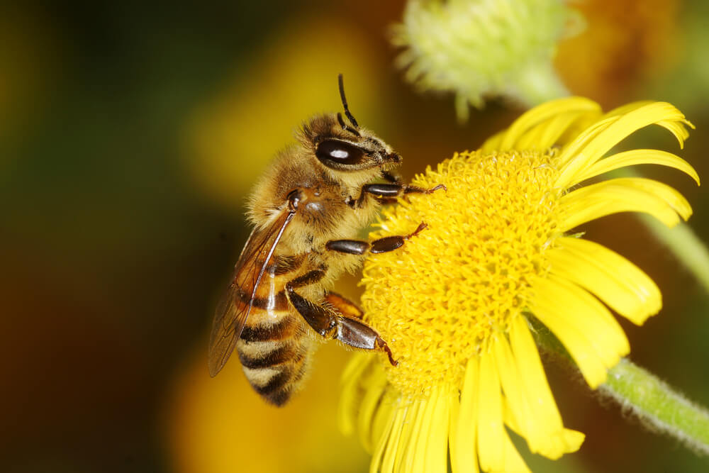 Šta bi trebalo odmah da preduzmete ako vas ubode pčela?