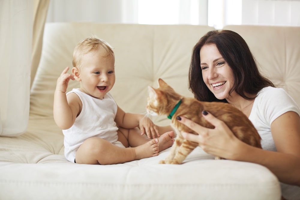 5 rasa mačaka koje nisu pogodne za porodice s bebama