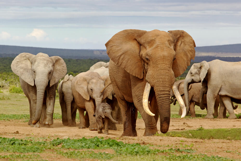 Svake godine na dan smrti slonovi odlaze do njegove kuće