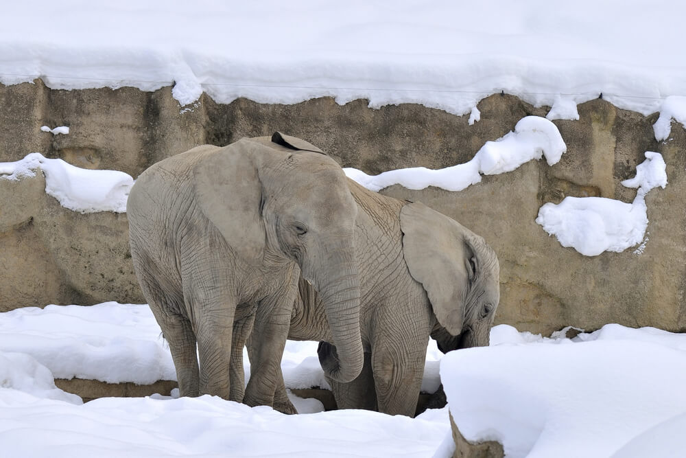 Slonovi pobegli iz cirkusa da bi se igrali u snegu ?