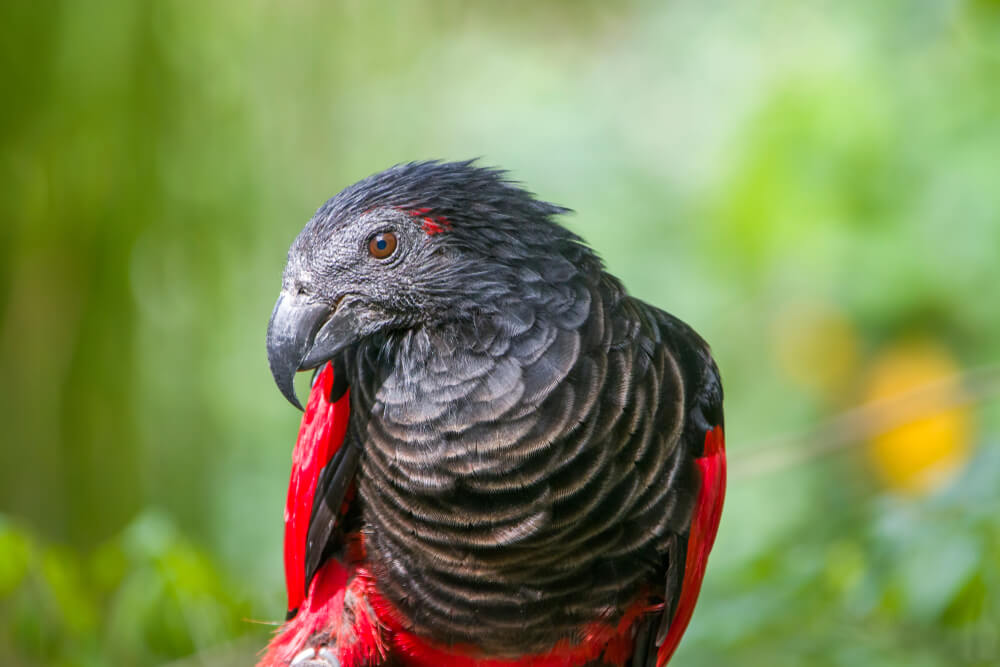 Ovo je najneobičnija vrsta papagaja – Drakula papagaj