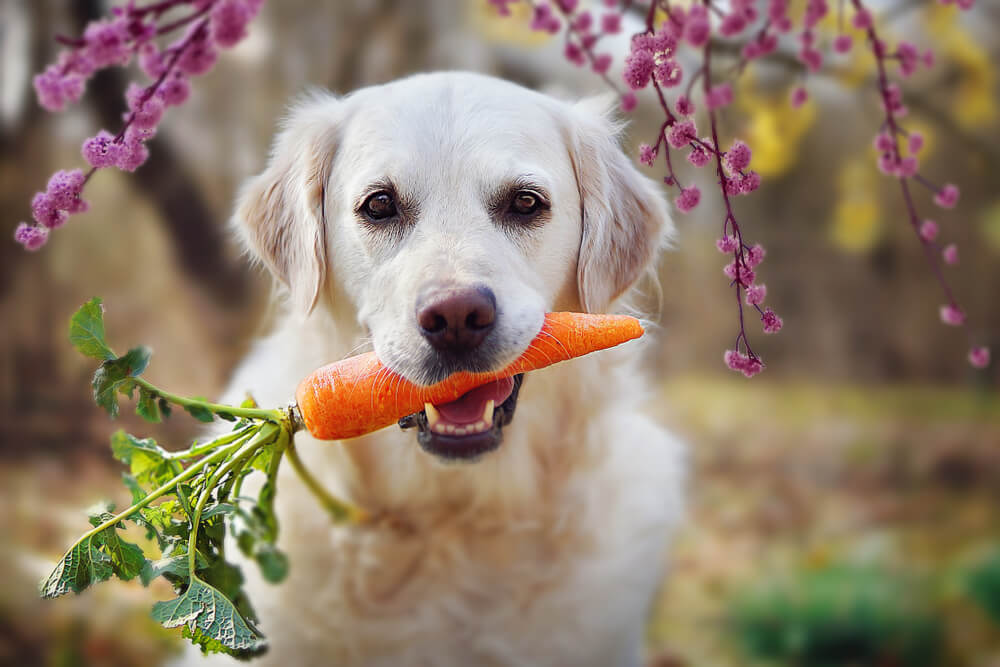 Pažljivo sa povrćem – evo koje povrće smeju da jedu psi, a koje ne